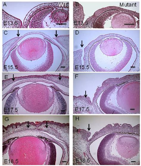 Embryology and Histology Doctors Doktorumsun