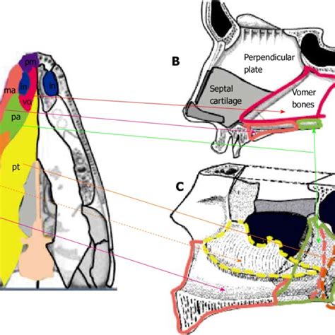 Embryology of the nose: The evo-devo concept