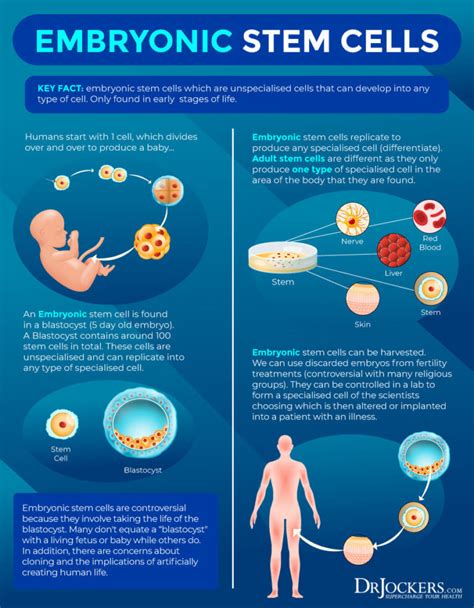 Embryonic stem cells.  While it is known that .  The highly-controlled and Book s...