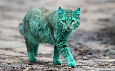 Emerald Green Cat in Bulgarian Town - People