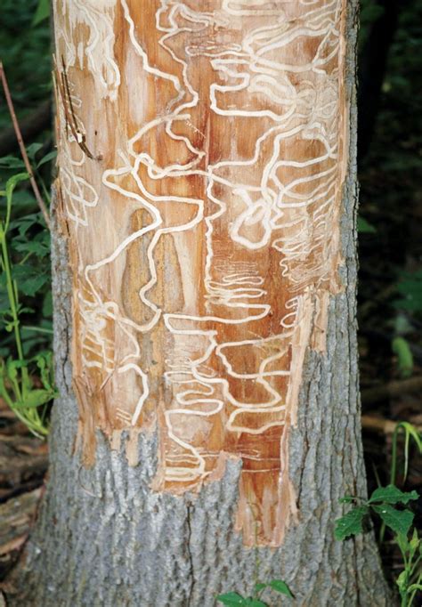 Emerald ash borer damage. This gives the emerald ash borer the potential to cause damage to ash trees throughout the United States, as the trees are widespread (MacFarlane and Meyer 2005). Symptoms of emerald ash borer damage include the presence of D-shaped emergence holes (Figure 7), bark splitting, and tree canopy dieback (Figure 8). Figure 8. 