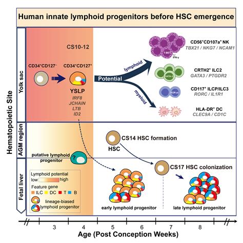 Emergence of multipotent hemopoietic cells in the yolk sac and ...