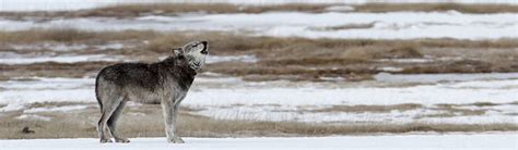 Emergency Petition to Relist Gray Wolves Canis lupus) in the Northern …