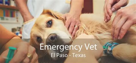 Emergency Vets in El Paso, TX Find Emergency Vets Near Me