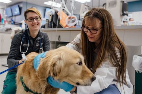 When it comes to pets, there are various roles they can play in our lives. Some animals are trained to provide specific services, while others offer emotional support. Service animals are highly trained to assist individuals with disabiliti.... 