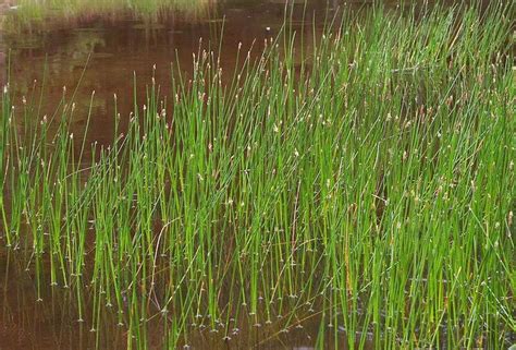 Emergent, Floating and Submersed Plants - Utah …