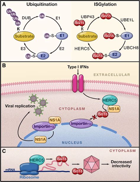 Emerging Role of ISG15 in Antiviral Immunity - Cell