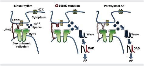 Emerging roles of junctophilin-2 in the heart and implications