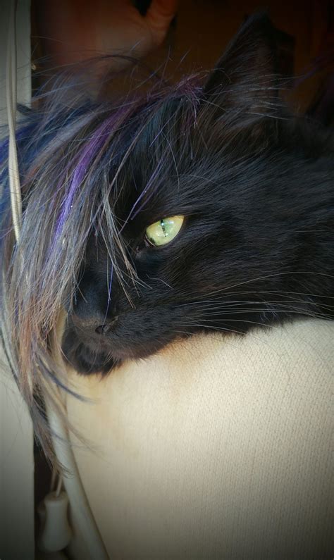 Emo cat. Things To Know About Emo cat. 