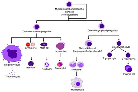 Emopoiesi - Wikipedia