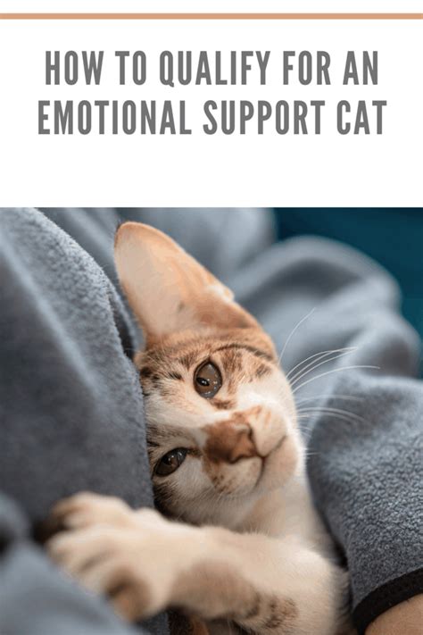 Emotional support cat. Emotional support cats are known for their calming presence and ability to provide comfort to their owners. They can help reduce stress and anxiety, provide companionship, and even help with symptoms of depression. However, emotional support cats are not a substitute for professional mental health treatment. It’s important to consult with a ... 