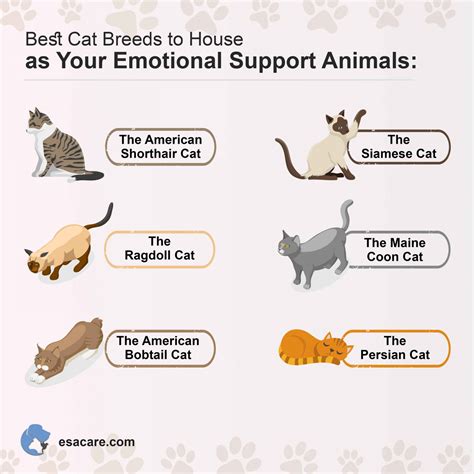 Emotional support cat registration. Why Emotional Support Cat Registration Is Important. Registering your ESA is just as important as making sure you don’t abuse your rights as an ESA cat owner. The only right way to register cat as emotional support animal is to get a proof that you really need an ESA or, in other words – to get an official ESA certificate signed by … 