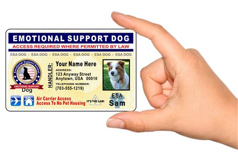 Emotional support dog license. Step 2: Service Dog Training. It’s important to note that the ADA doesn’t require service dogs to be trained by an official organization. Handlers are permitted to train their own dogs. “I ... 