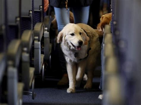 Emotional support pony? Canadian airlines’ rules on comfort …