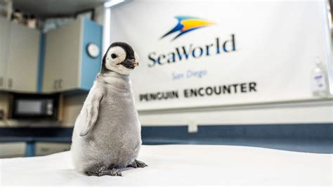 Emperor Penguin chick becomes first to hatch at SeaWorld San Diego in 13 years