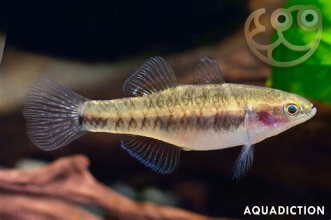 Empire Gudgeon (Hypseleotris compressa)