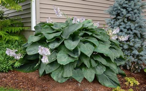 Empress Wu Giant Hosta Lily - 1 Gallon Pot - Wilson …