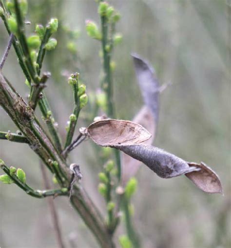 Empty mature Scotch broom seed pod. Pods dry and …