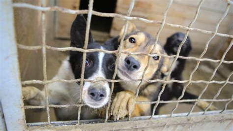 Empty the Shelters Kent County, Michigan