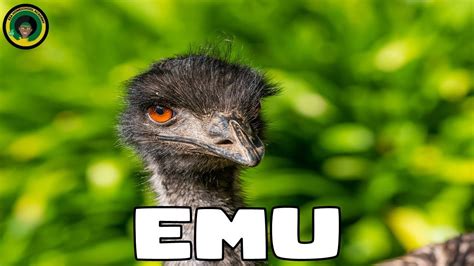 Emu Facts Interesting Facts about Emu Facts about Emu - YouTube