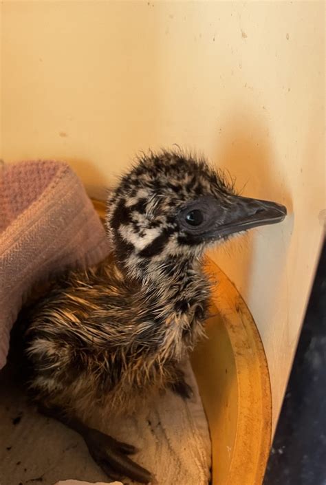 Emu chicks for sale. 64. Okeechobee, Fl. Baby emus are hatching! $225 each for DNA sexed chicks. $25 deposit. I release chicks no earlier than 4 weeks old to confirm health and no leg issues. Chicks are DNA sexed to confirm the sex of the birds you will be receiving. Adult birds are here on premises. They are a wonderful group, super friendly with kids and other pets. 