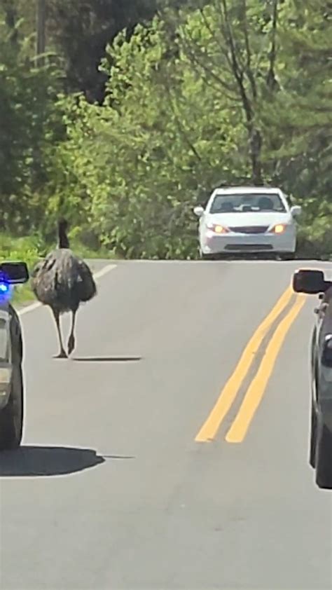 Emu on the loose: Police chase giant bird in Tennessee town