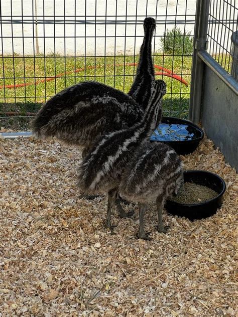  Emus are soft-feathered, brown, flightless birds with long necks and legs, and can reach up to 1.9 metres (6.2 ft) in height. Emus can travel great distances, and when necessary can sprint at 50 km/h (31 mph). They forage for a variety of plants and insects, but have been known to go for weeks without eating. . 