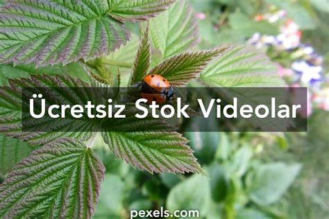 En İyi 200+ Uğur Böceği Videosu · Tamamen Ücretsiz  Pexels. 