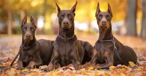 En Cesur ve Sadık Koruma Köpeği Doberman Hakkında.