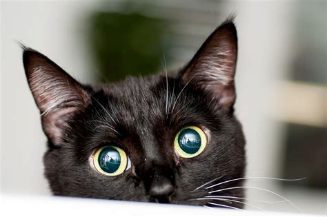 En Güzel 44 Siyah Kedi İsmi Listesi BiLgiye geL ★Genel Bilgi . 