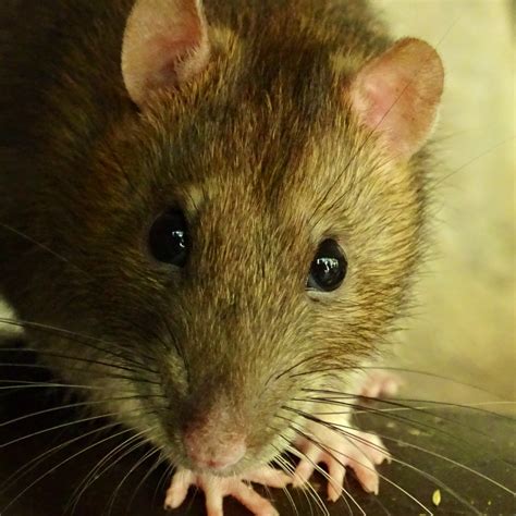 En este mundo gris, lleno de ratas. - Oral implantology review a study guide.