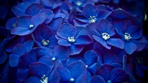 En güzel mavi çiçekler