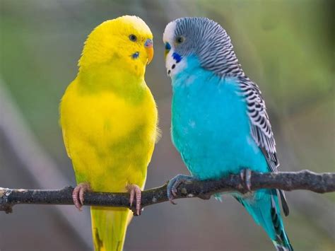 En güzel muhabbet kuşu fotoğrafları