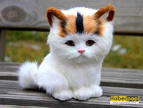 En güzel yavru kedi fotoğrafları