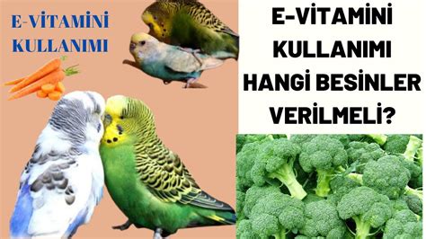 En iyi muhabbet kuşu vitamini