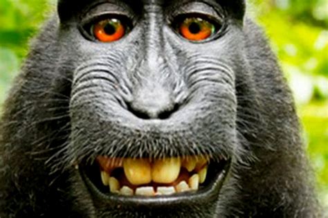 En kilolu makak maymunu