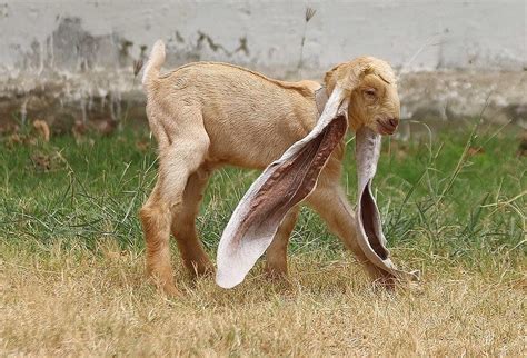 En uzun kulaklı keçi