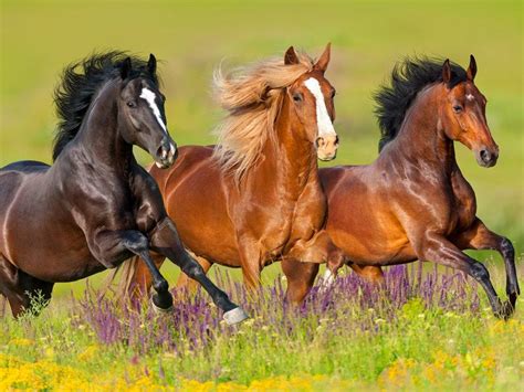 En yaygın görülen haşere atlar