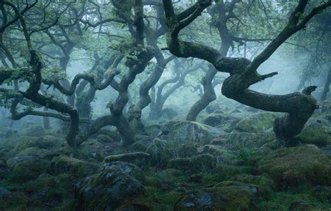 Enchanted oaks. Things To Know About Enchanted oaks. 