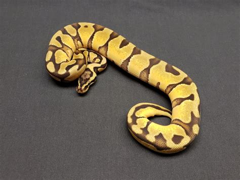 Enchi Ball Python Morph: Facts, Pictures, Appearance & Care Guide