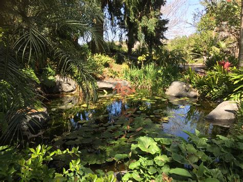 Encinitas botanical gardens. The flower bloomed on Halloween at the San Diego Botanic Garden in Encinitas for the first time since 2018, and only the second time in its 14 years of existence, reports NBC 7's Joe Little. Why ... 