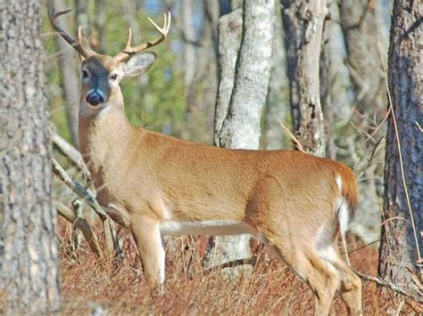 Alabama has shown to have five different rutting seasons throughout the state, along with one of the longest hunting seasons in the country – ranging from mid-October to mid-February. That’s because Alabama has a lot of deer and a lot of public land on which to find them. It’s estimated there are between 1.3 and 1.5 million deer in the .... 