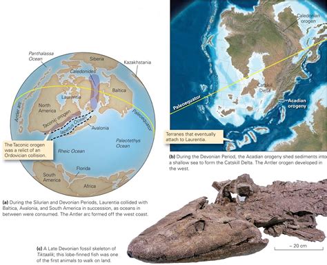 This site explains the events during the Paleozoic era that led up to the formation of the Pangaea supercontinent in the Mesozoic era. The existence in the Paleozoic era of the supercontinent Gondwanaland, the continents Laurentia and Baltica, and smaller continental masses are explained as well as the later collisions which created mountains .... 