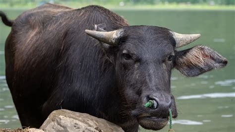 Endangered: The Alluring Tamaraw Quiz - Fun Trivia