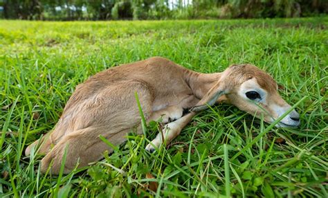 Endangered Addra gazelle born at Zoo Miami