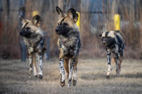 Endangered African painted dog pups born at Oklahoma City Zoo