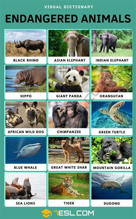 Endangered Animals With Their Names