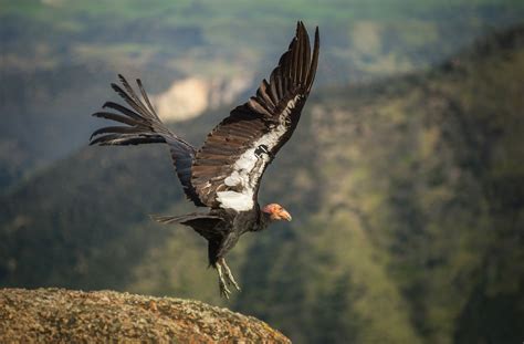 Endangered California condor shot, $5,000 reward offered