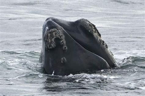 Endangered North Atlantic right whale spotted entangled in Gulf of St. Lawrence