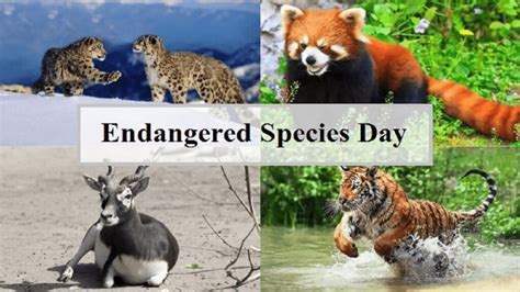 Endangered Species Day 2024: History, Significance And The Top 5 …